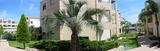 Creta Palm