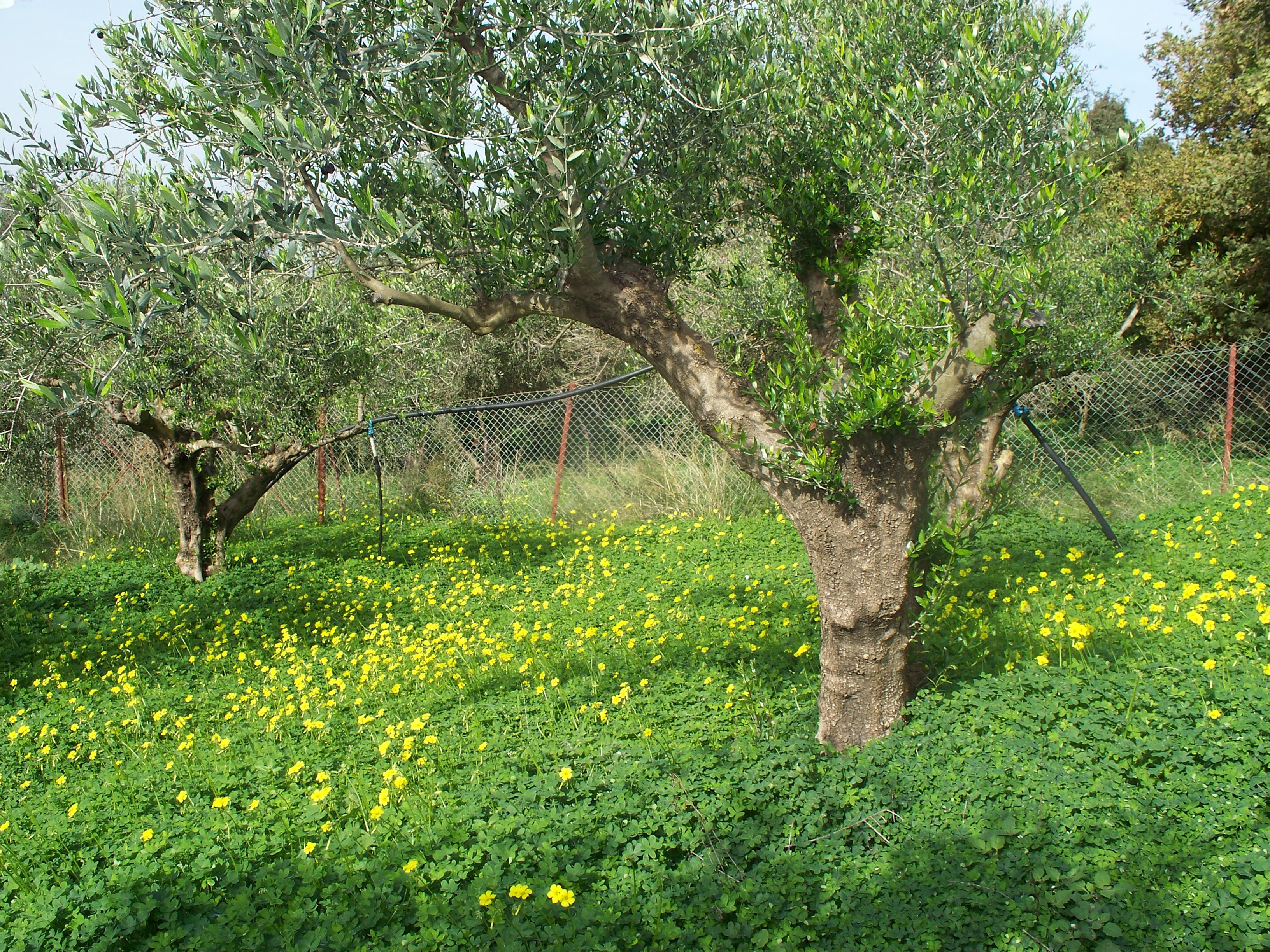 Flowery Olive Grove Photo From Kondomari In Chania