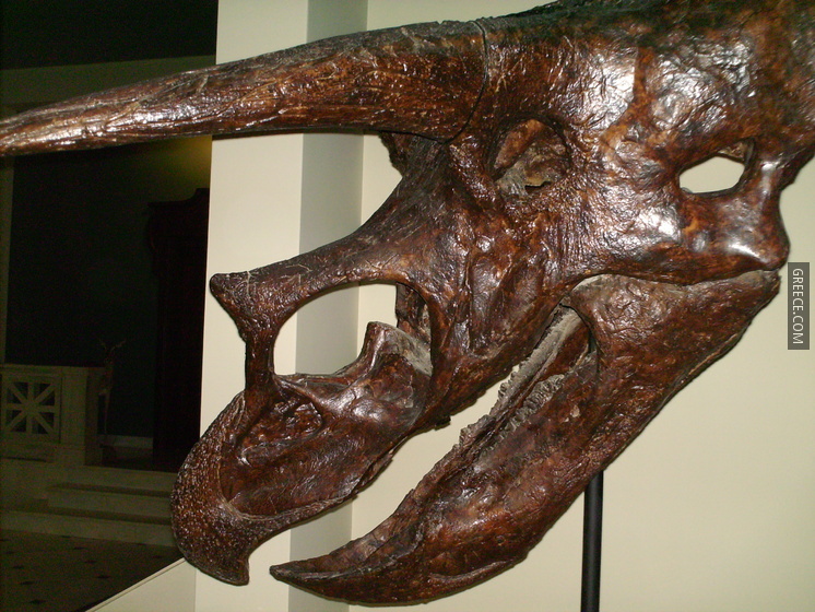 Triceratopsgoulandrishead