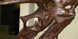Triceratops-goulandris-head