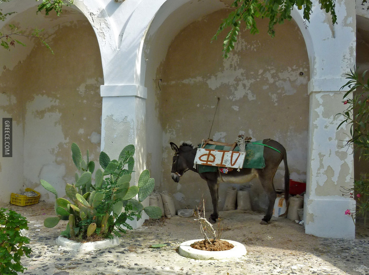Donkey in Pyrgos