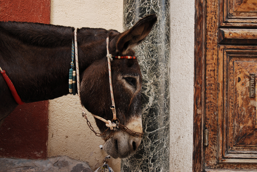 Donkey of Santorini Mule Path, Fira, Santorini island (Thira), Greece
