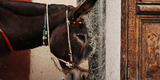 Donkey_of_Santorini_Mule_Path,_Fira,_Santorini_island_(Thira),_Greece