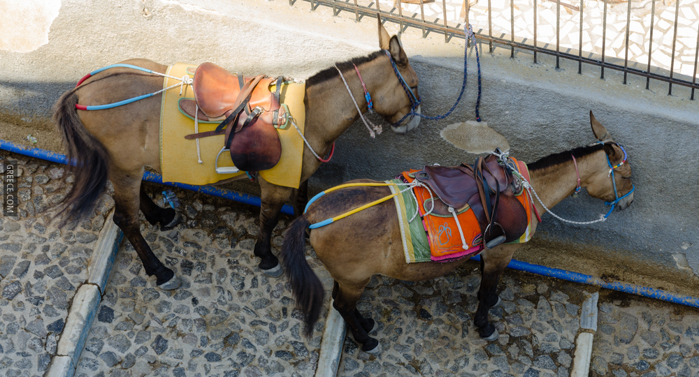 Donkey trail  Fira  Thira  to Mesa Gialos port  Santorini  Greece  01