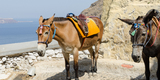 Donkey_trail_-_Fira_-_Thira_-_to_Mesa_Gialos_port_-_Santorini_-_Greece_-_02