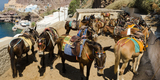 Donkey_trail_-_Fira_-_Thira_-_to_Mesa_Gialos_port_-_Santorini_-_Greece_-_04