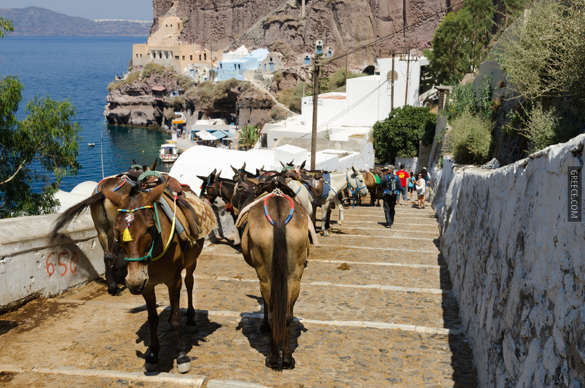 Donkey trail  Fira  Thira  to Mesa Gialos port  Santorini  Greece  05