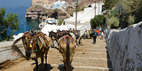 Donkey_trail_-_Fira_-_Thira_-_to_Mesa_Gialos_port_-_Santorini_-_Greece_-_05