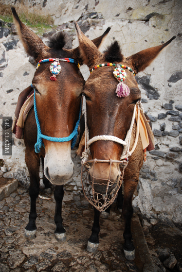 Donkeys of Santorini Mule Path, Fira, Santorini island (Thira), Greece