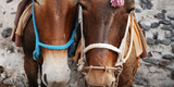 Donkeys_of_Santorini_Mule_Path,_Fira,_Santorini_island_(Thira),_Greece