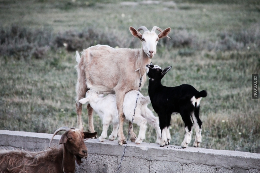 Goats at Emporio of Santorini