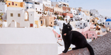 Santorini_Cat._Background-_view_on_Firostefani._Santorini_island_(Thira),_Greece