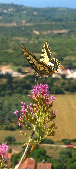 Butterfly at Ayios Georgios Castle, Kefalonia (2174669369)