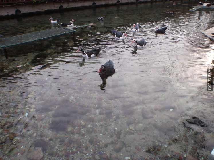 Agia Varvara Drama Park ducks