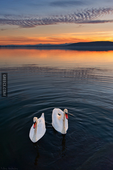Swan lake (7255074032)