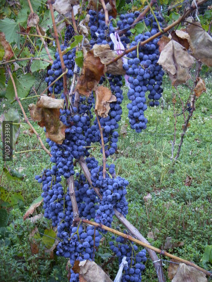 Grape C 0033