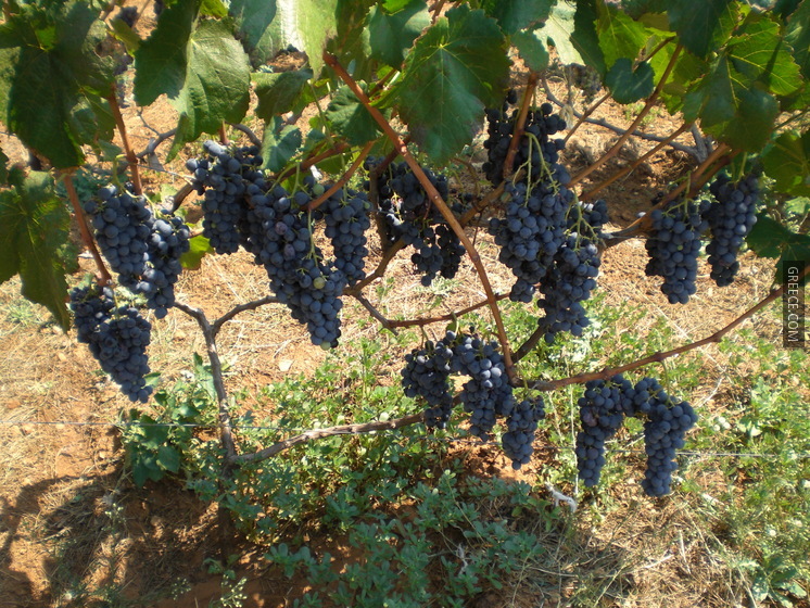 Grape C 0291