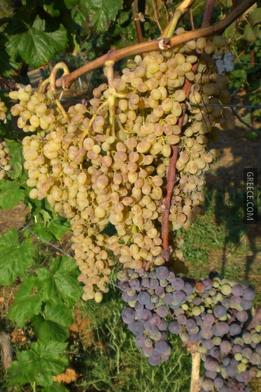 Grape C 1138