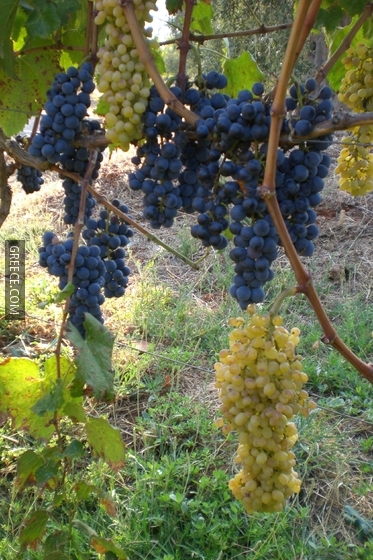 Grape C 1141