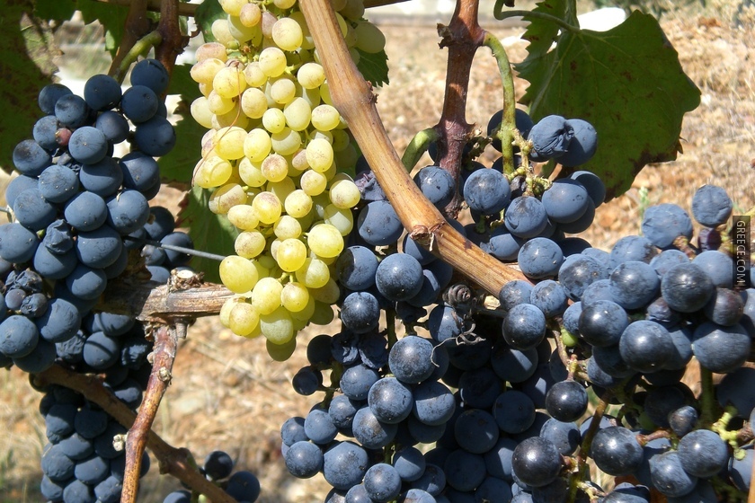 Grape C 1144