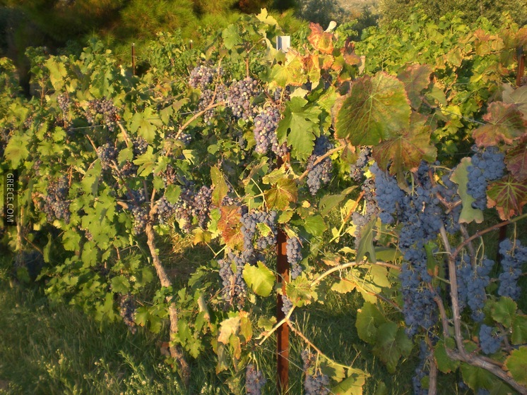 Grape C 1736