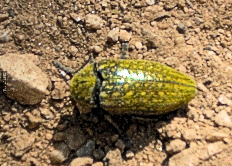 Jewel beetle C 0236