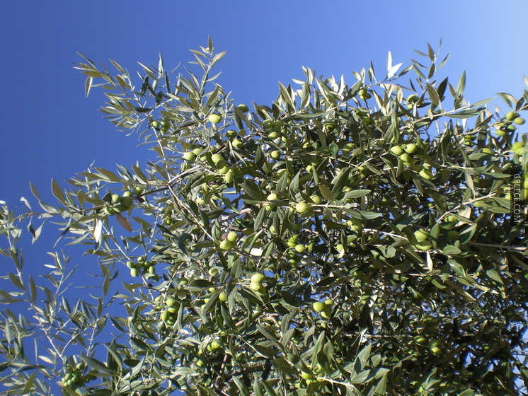 Olive 06 C 0903