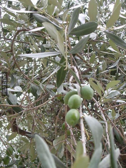 Olives and foliage, Thasos