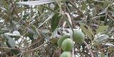 Olives_and_foliage,_Thasos