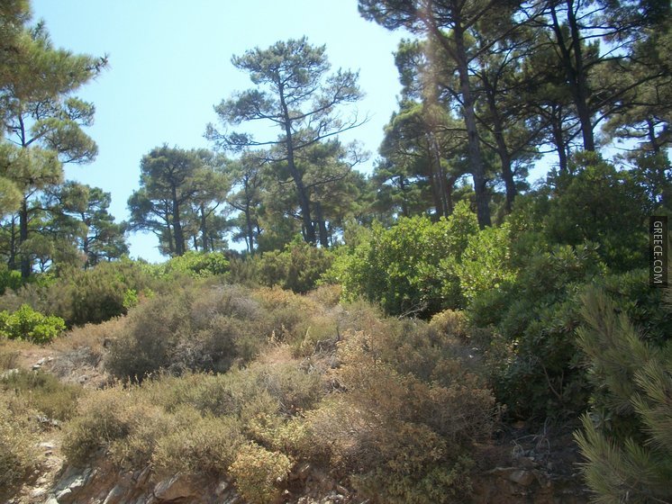 Ikaria Pine Woodland01