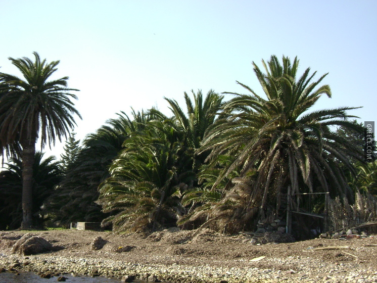 Kalamiaris palms