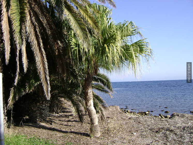 Panayoudha palm forest