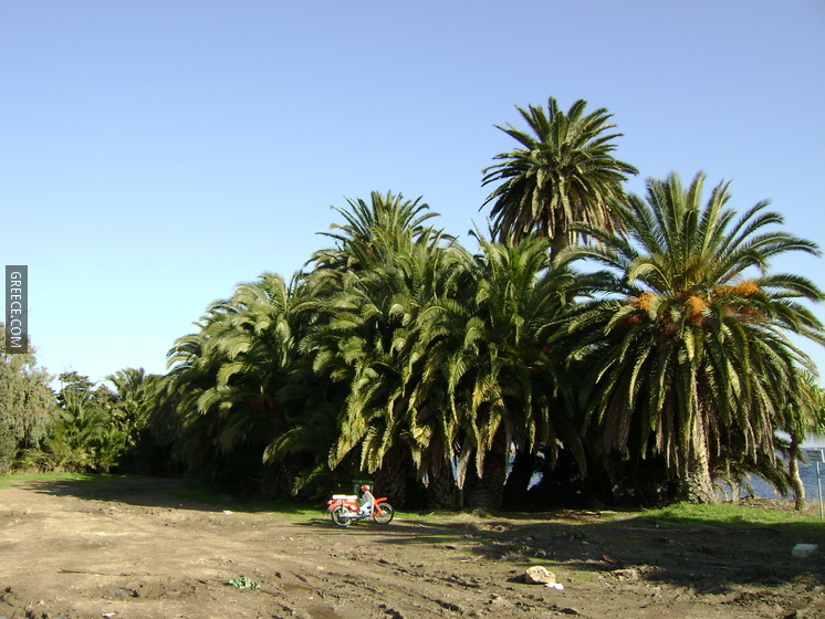 Panayoudha palm forest 2