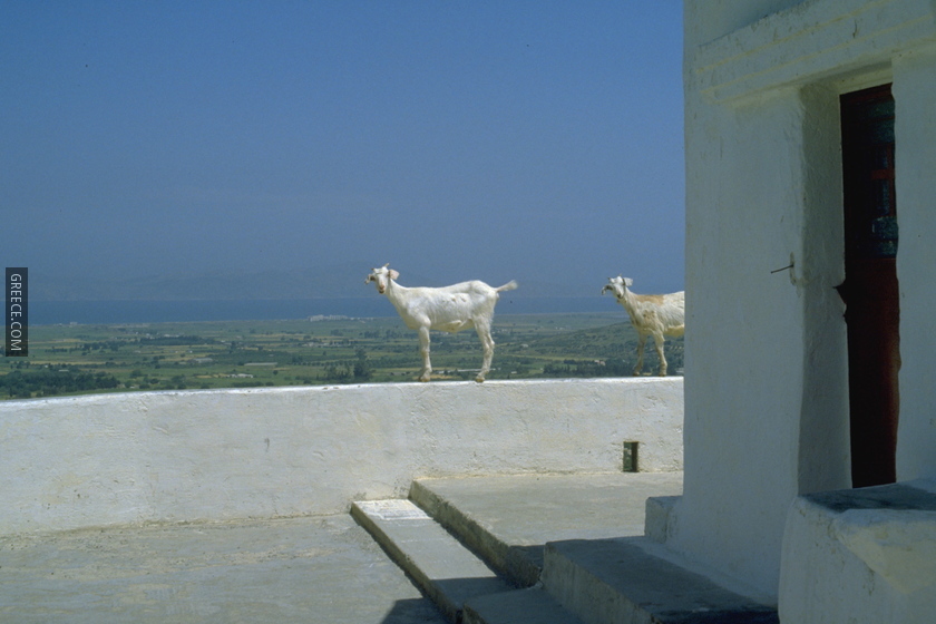 Goats on Samos, Greece