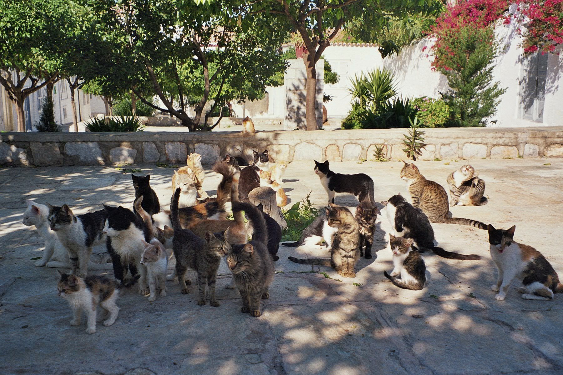 Cats secret. Тасиро остров кошек. Остров Фраджост кошачий остров. Кошки в Греции. Остров кошек в Греции.