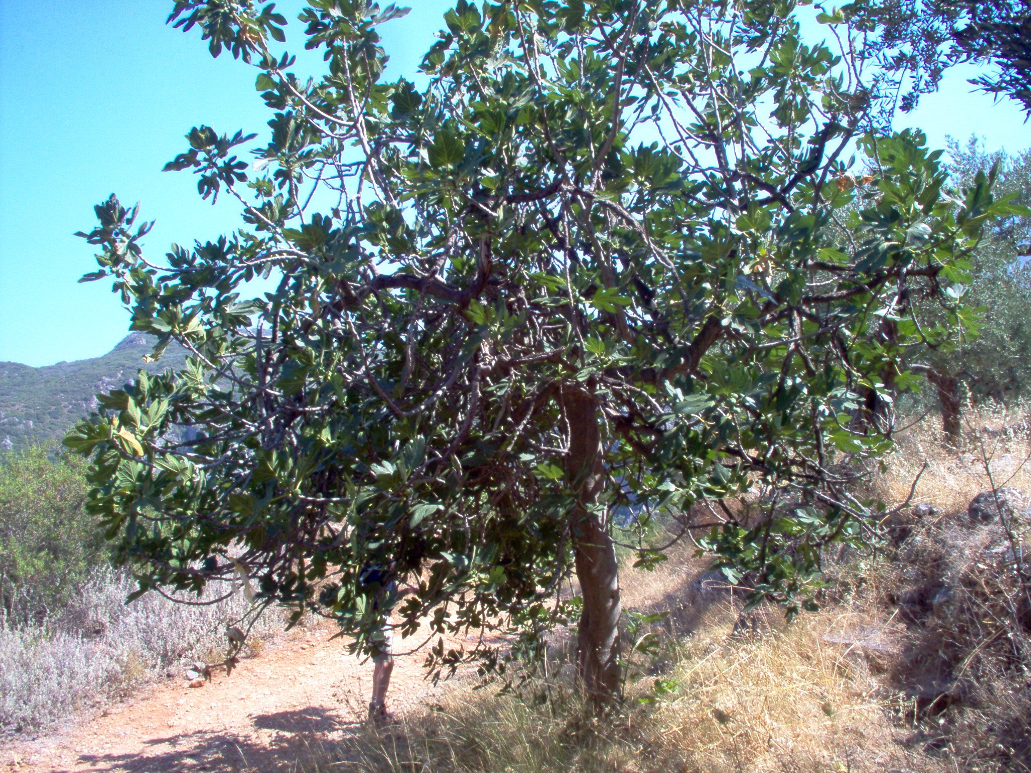 Fig-tree near Kardhamyli Photo from Kardamyli in Messinia | Greece.com
