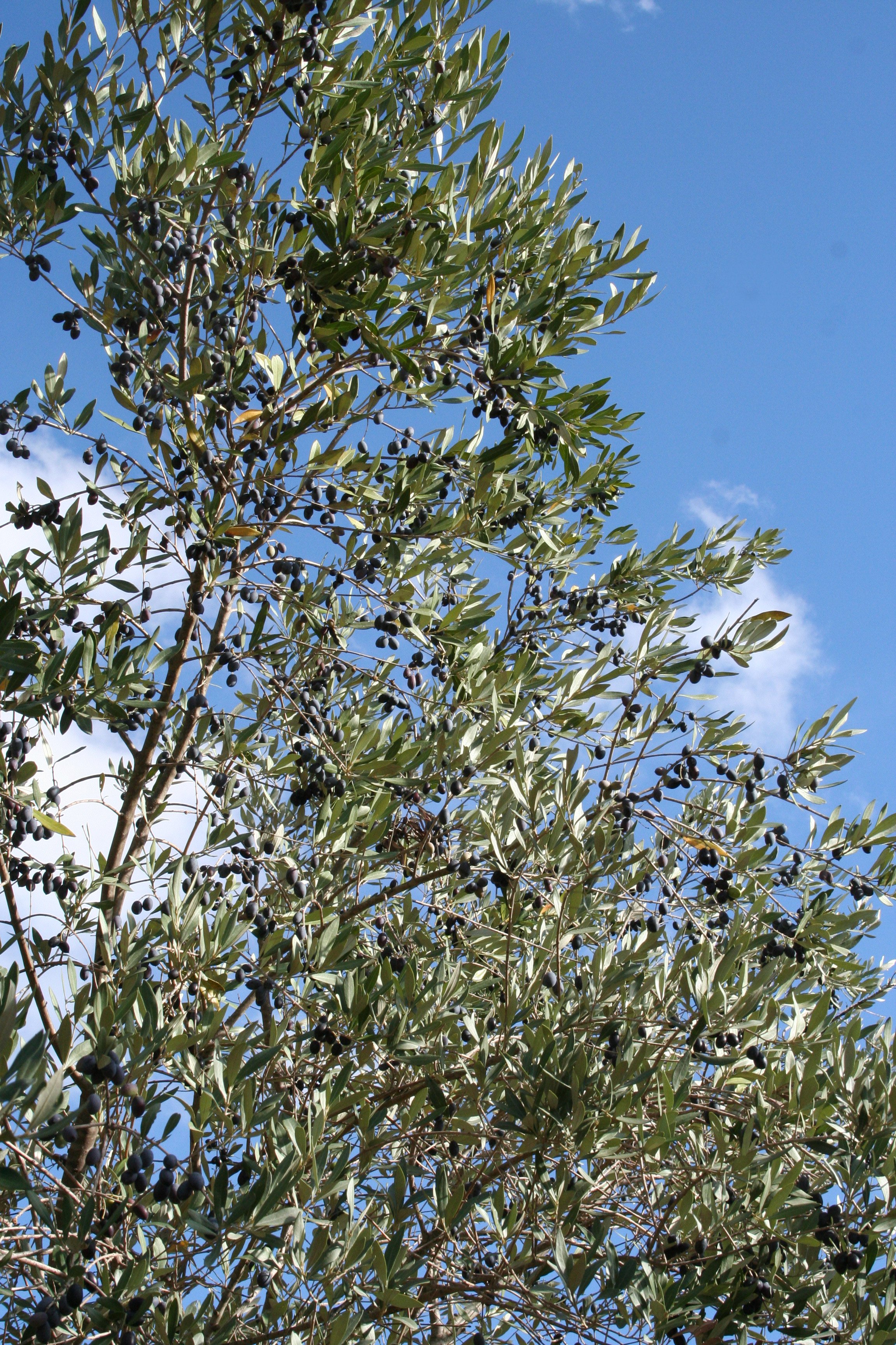 Silver Leaf Oak Tree